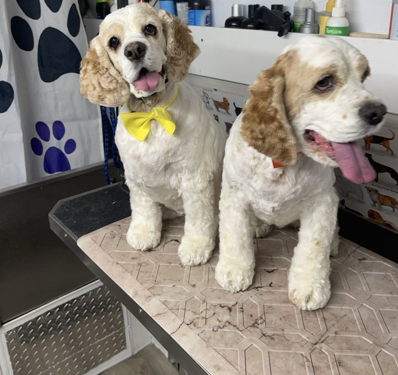 Cocker spaniels · bath and tidy — after