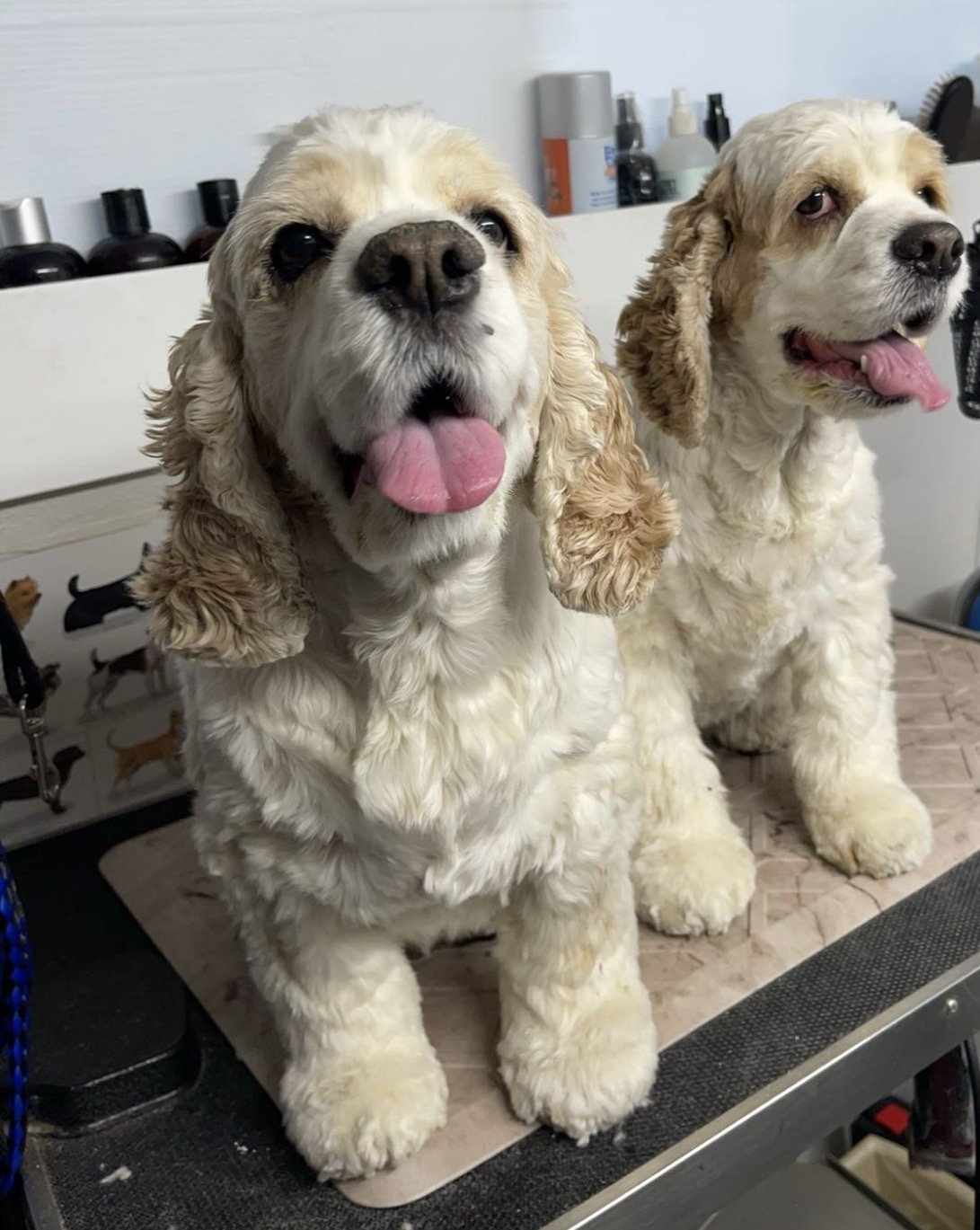 Cocker spaniels · bath and tidy — before