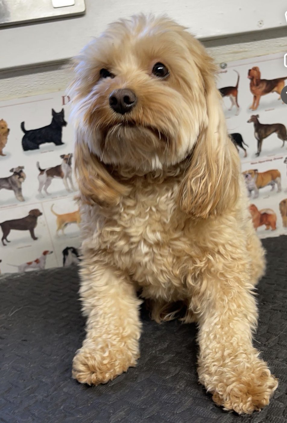 Doodle · full groom and style — before