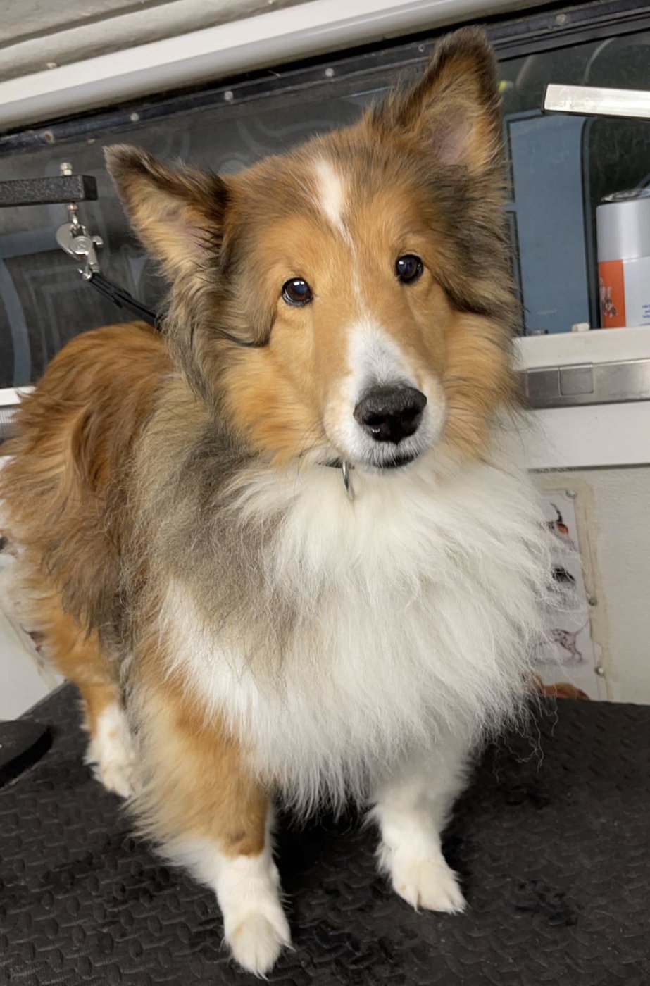 Sheltie · deshed and blow-out — before